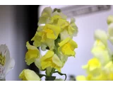金鱼草