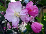 Hall crabapple