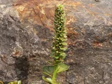 兔耳草