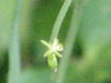 Japanese Buttercup