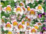 蛾蝶花