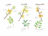 Korean Forsythia