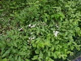 Ligustrum sinense