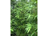 唐竹