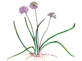 Allium chinense