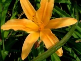 Daylily