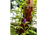 Cayenne vervain