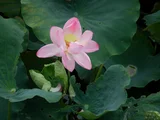 莲
