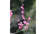 梅 大盃