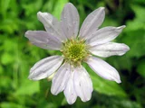 Aster savatieri