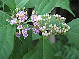 Callicarpa japonica