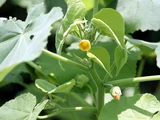 Abutilon theophrasti