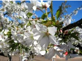 Cherry blossom
