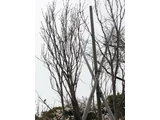 桜 天の川