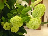 Viburnum snowball
