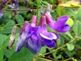 歪头菜