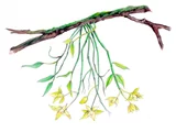 キバナノセッコク | Dendrobium catenatum | かぎけん花図鑑