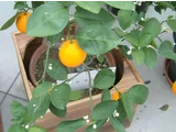 花良治柑橘