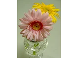 Gerbera
