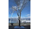 Aesculus turbinata