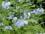 亜高山勿忘草