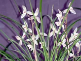 中国春蘭 蓮瓣蘭 '桃花惜春'