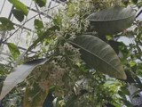 Cestrum nocturnum