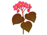 冬花秋海棠