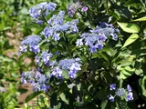 額紫陽花 '城ケ崎'