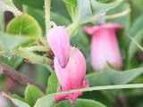 Menziesia multiflora