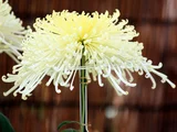 新聖光の朝 菊>大菊>管物