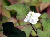 八重鱼腥草