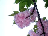 Prunus 'Kanzan'