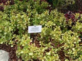 Iresine Herbstie 'Aureoreticulata'