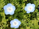 喜林草