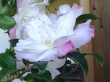 山茶花 "リトルパール"