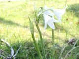 Crinum bulbispermum
