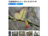 Pussy willow