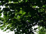 Acer tschonoskii