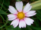 Cosmos