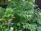 Callicarpa dichotoma