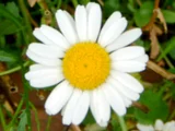 法蘭西菊