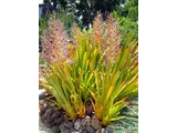 Aechmea blanchetiana