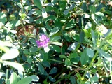 紫花苜蓿