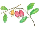 Cashew