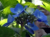 額紫陽花 “蓝天”
