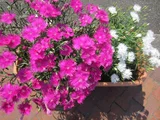 Dianthus