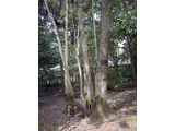 Cercidiphyllum japonicum