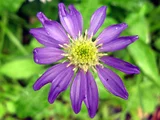 Aster savatieri