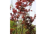 樱桃李
